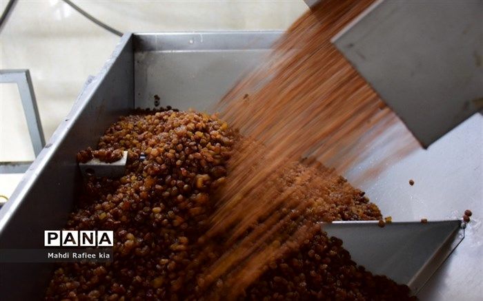 امسال ۳۰۰ هزار تن کشمش در کشور تولید شده است