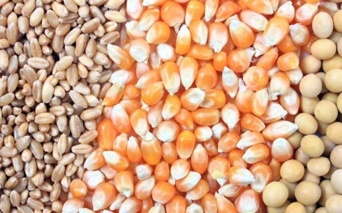 ۱۲۰۰ تن بذر ذرت در گمرک باقی مانده است