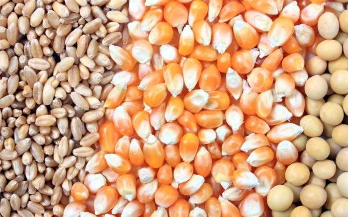 ۱۲۰۰ تن بذر ذرت در گمرک باقی مانده است
