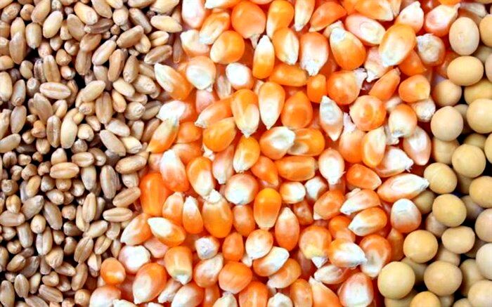 ۱۲۰۰ تن بذر ذرت در گمرک باقی مانده است