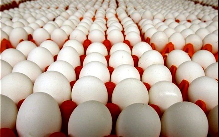 صادرات تخم مرغ ممنوع است
