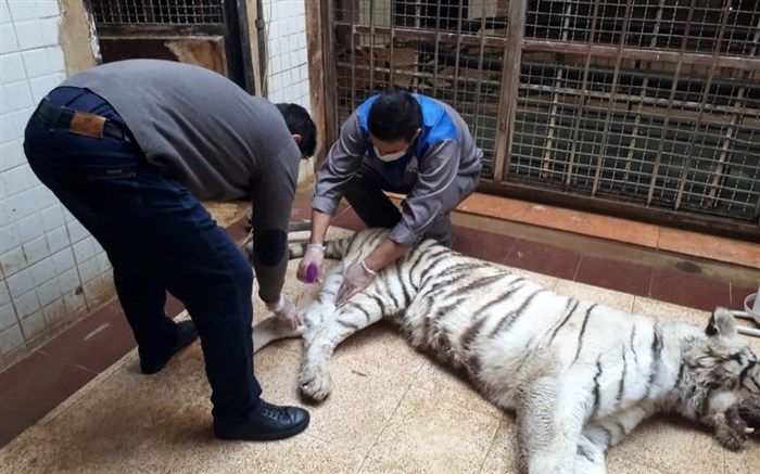 ببر باغ وحش ارم تلف شد