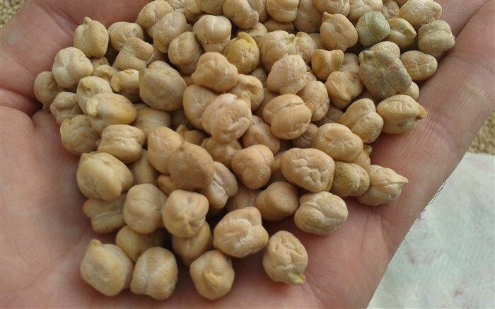 برداشت آسان و کاهش هزینه‌های تولید از مزایای کاشت مکانیزه