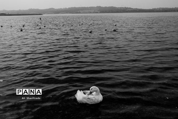 تهران آخرین روزهای پاییز