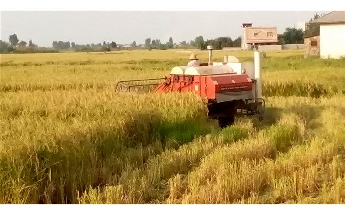 افزایش ۱۰ درصدی برداشت مکانیزه برنج نسبت به سال گذشته