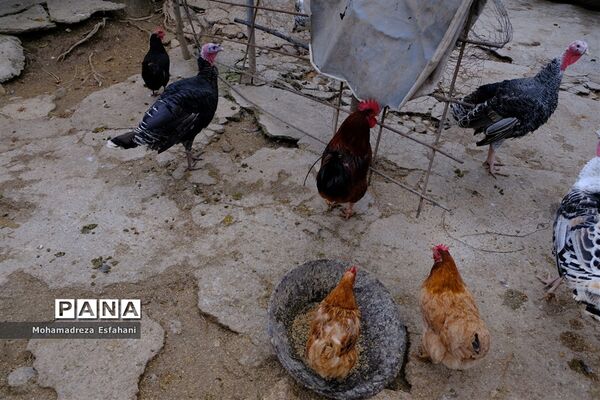یک روز پاییزی در روستای مَجی