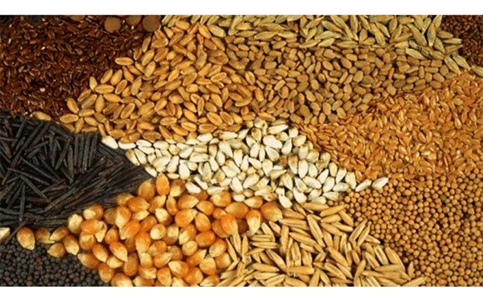 طرح جایگزینی نهاده‌های دامی در سایه تصمیم دولت و سازمان برنامه و بودجه