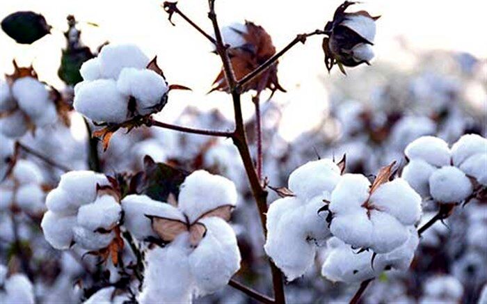 خسارت سرمای پاییزی به کشتزارهای پنبه نیشابور