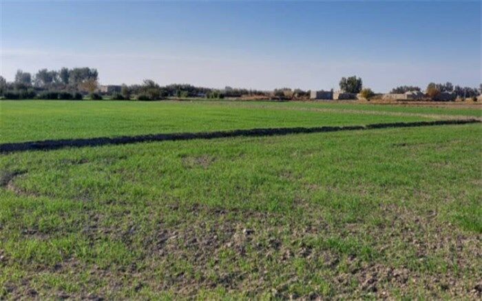 30 هزار هکتار از اراضی دشت سیستان زیر کشت رفت