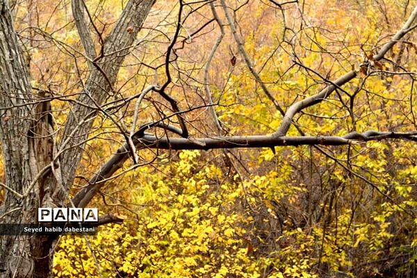 روزهای پایانی پاییز در باغ بیشه شهرستان نی ریز
