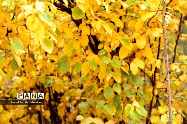 روزهای پایانی پاییز در باغ بیشه شهرستان نی ریز
