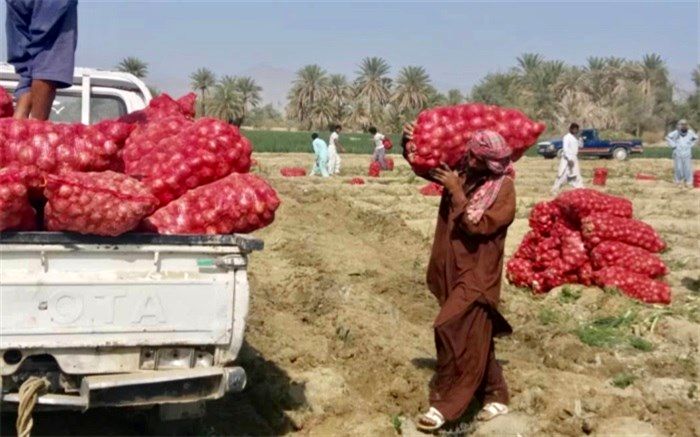 عرضه پیاز شهرستان راسک نقش مهمی در تنظیم بازار کشور دارد