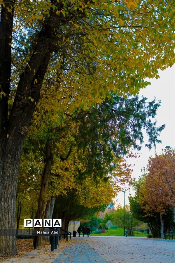 گذر پاییز در پارک شهر شیراز