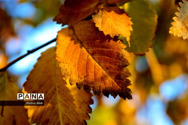 گذر پاییز در پارک شهر شیراز