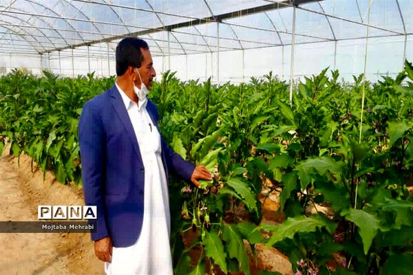 رونق کشت محصولات گلخانه‌ای در سیستان و بلوچستان