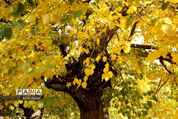 پاییز رنگارنگ تهران