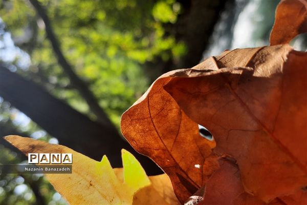 پاییز رنگارنگ تهران-۲