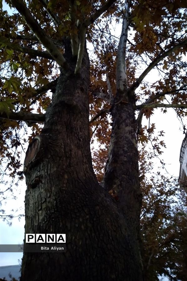 پاییز رنگارنگ تهران-۲