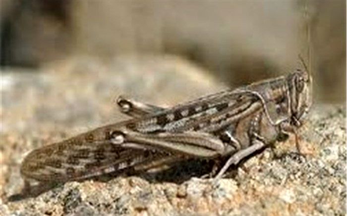 مقابله با آفت ملخ مراکشی  در ۱۳۱ هزار و ۴۸۸ هکتار از اراضی کشاورزی