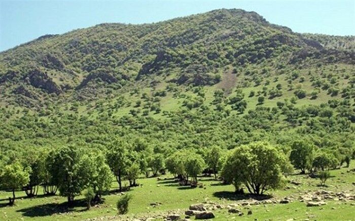 اجرای پروژه های جنگل کاری برای کنترل سیل در گیلان