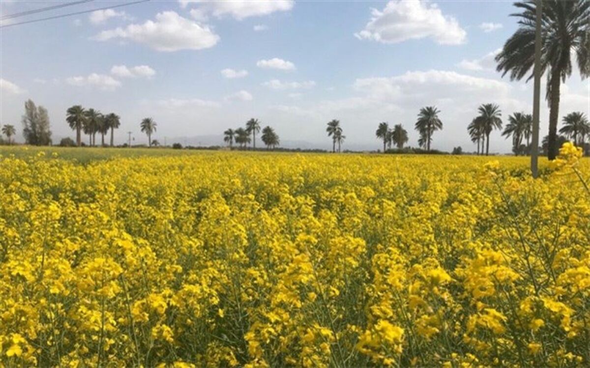 رشد ۶۰ درصدی سطح زیر کشت کلزا در شهرستان دلگان 