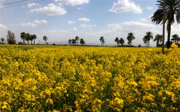 رشد ۶۰ درصدی سطح زیر کشت کلزا در شهرستان دلگان 