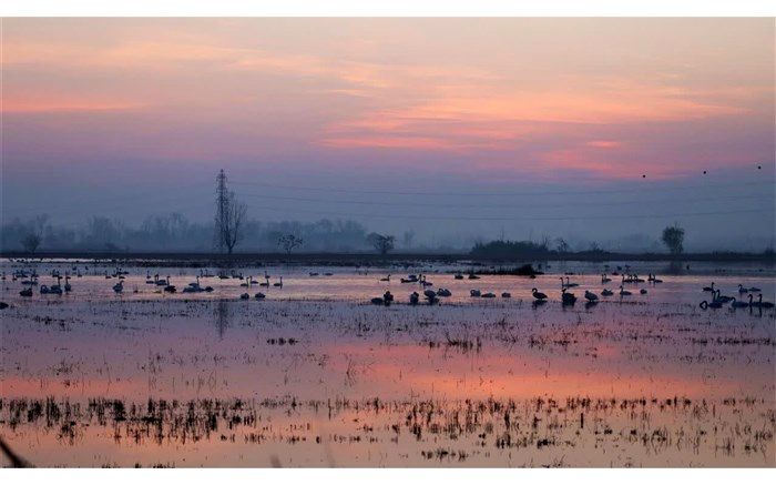 سرما جمعیت قوهای سرخرود را زیاد کرد