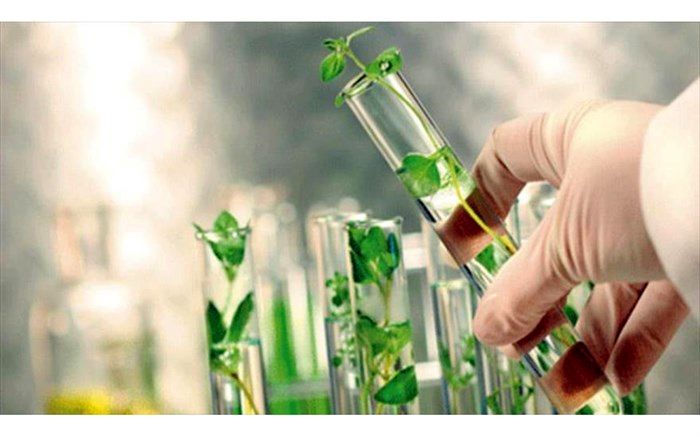 رشد قابل توجه در حوزه کمیت  ارقام جدید گیاهی