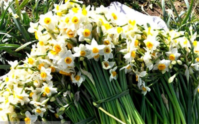 قیمت ناچیز گلُی که عطرش تا فرانسه رسیده است