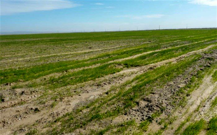 ۵٠ درصد اراضی زراعی خاش به کشت پاییزه اختصاص یافت