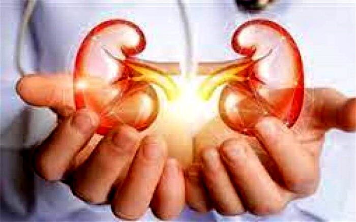 5  راه ساده برای حفظ سلامت کلیه‌ها+اینفوگرافیک