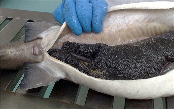 برخورد قانونی سازمان شیلات با متخلفان صید ماهیان خاویاری