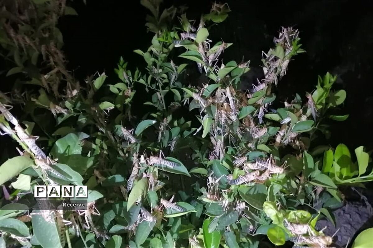 پایش ملخ صحرایی در شهرستان نی ریز شروع شد
