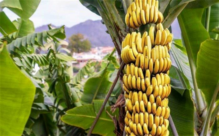 نگارش دو سند تحول در صنعت کشاورزی و دامپروری سیستان و بلوچستان پایان یافت