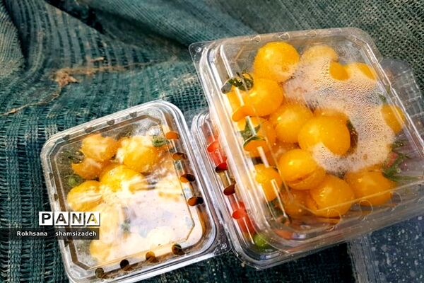 مزرعه پرورش توت فرنگی و گوجه فرنگی در  روستای درونک شهرستان امیدیه