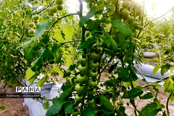 مزرعه پرورش توت فرنگی و گوجه فرنگی در  روستای درونک شهرستان امیدیه
