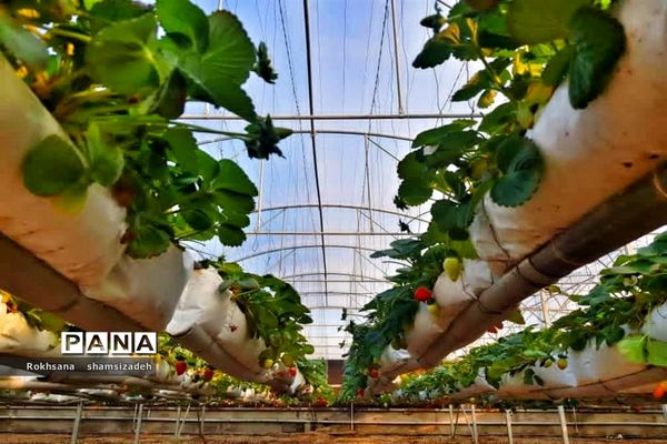 مزرعه پرورش توت فرنگی و گوجه فرنگی در  روستای درونک شهرستان امیدیه
