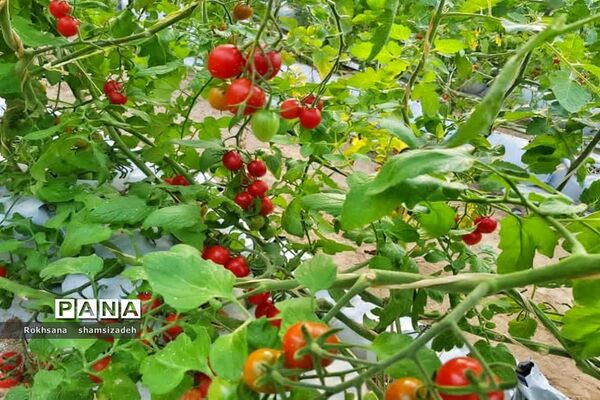 مزرعه پرورش توت فرنگی و گوجه فرنگی در  روستای درونک شهرستان امیدیه