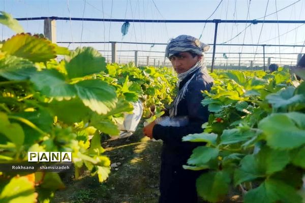مزرعه پرورش توت فرنگی و گوجه فرنگی در  روستای درونک شهرستان امیدیه