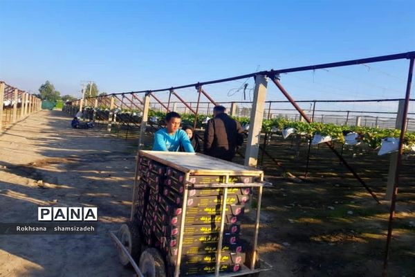 مزرعه پرورش توت فرنگی و گوجه فرنگی در  روستای درونک شهرستان امیدیه