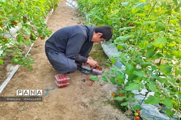 مزرعه پرورش توت فرنگی و گوجه فرنگی در  روستای درونک شهرستان امیدیه