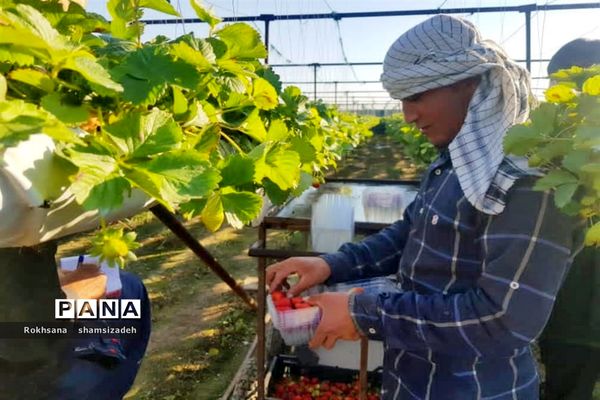 مزرعه پرورش توت فرنگی و گوجه فرنگی در  روستای درونک شهرستان امیدیه