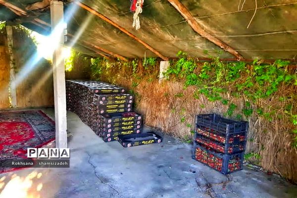 مزرعه پرورش توت فرنگی و گوجه فرنگی در  روستای درونک شهرستان امیدیه