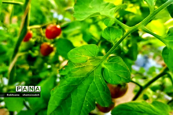 مزرعه پرورش توت فرنگی و گوجه فرنگی در  روستای درونک شهرستان امیدیه