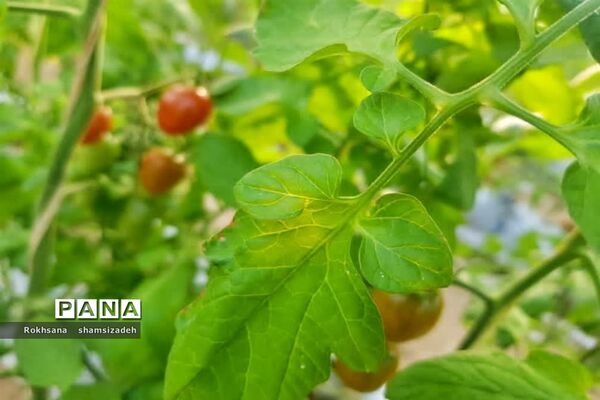 مزرعه پرورش توت فرنگی و گوجه فرنگی در  روستای درونک شهرستان امیدیه