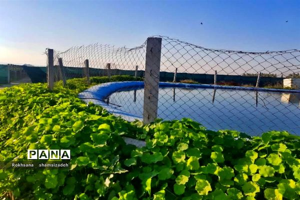 مزرعه پرورش توت فرنگی و گوجه فرنگی در  روستای درونک شهرستان امیدیه