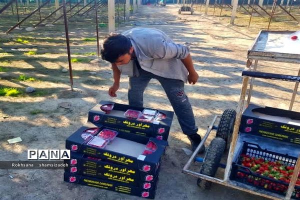 مزرعه پرورش توت فرنگی و گوجه فرنگی در  روستای درونک شهرستان امیدیه