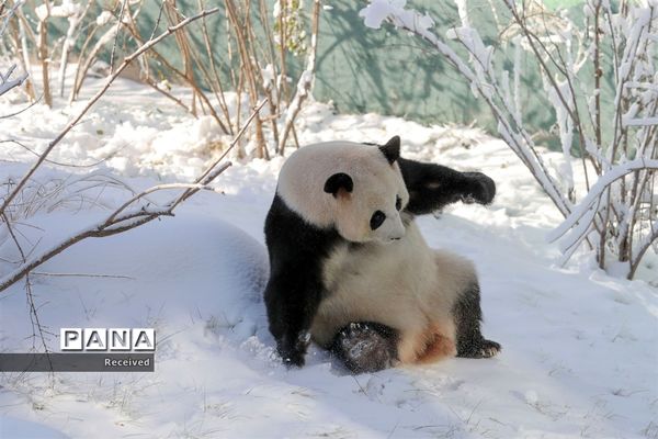 زمستان در کشورهای دیگر