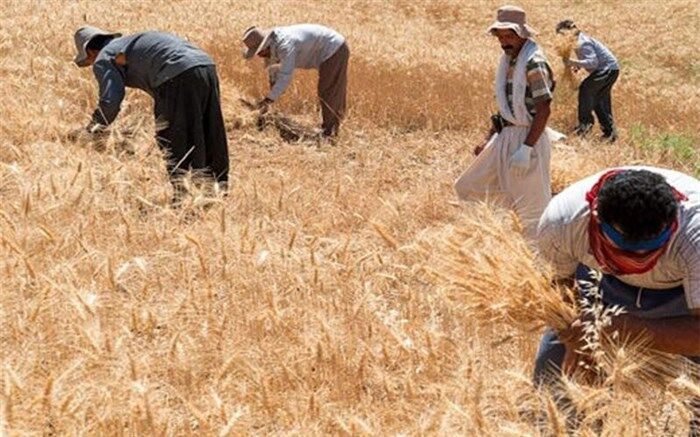۹۳ درصد مطالبات گندمکاران پرداخت شد