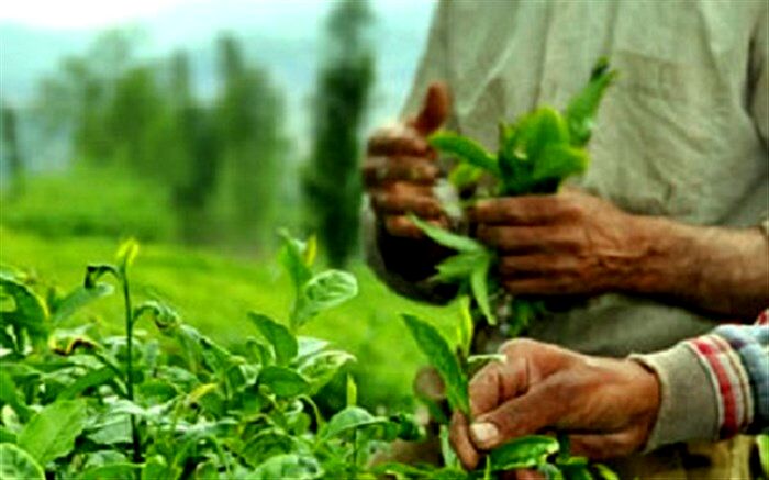 برداشت ۸۳ هزار تن برگ سبز چای